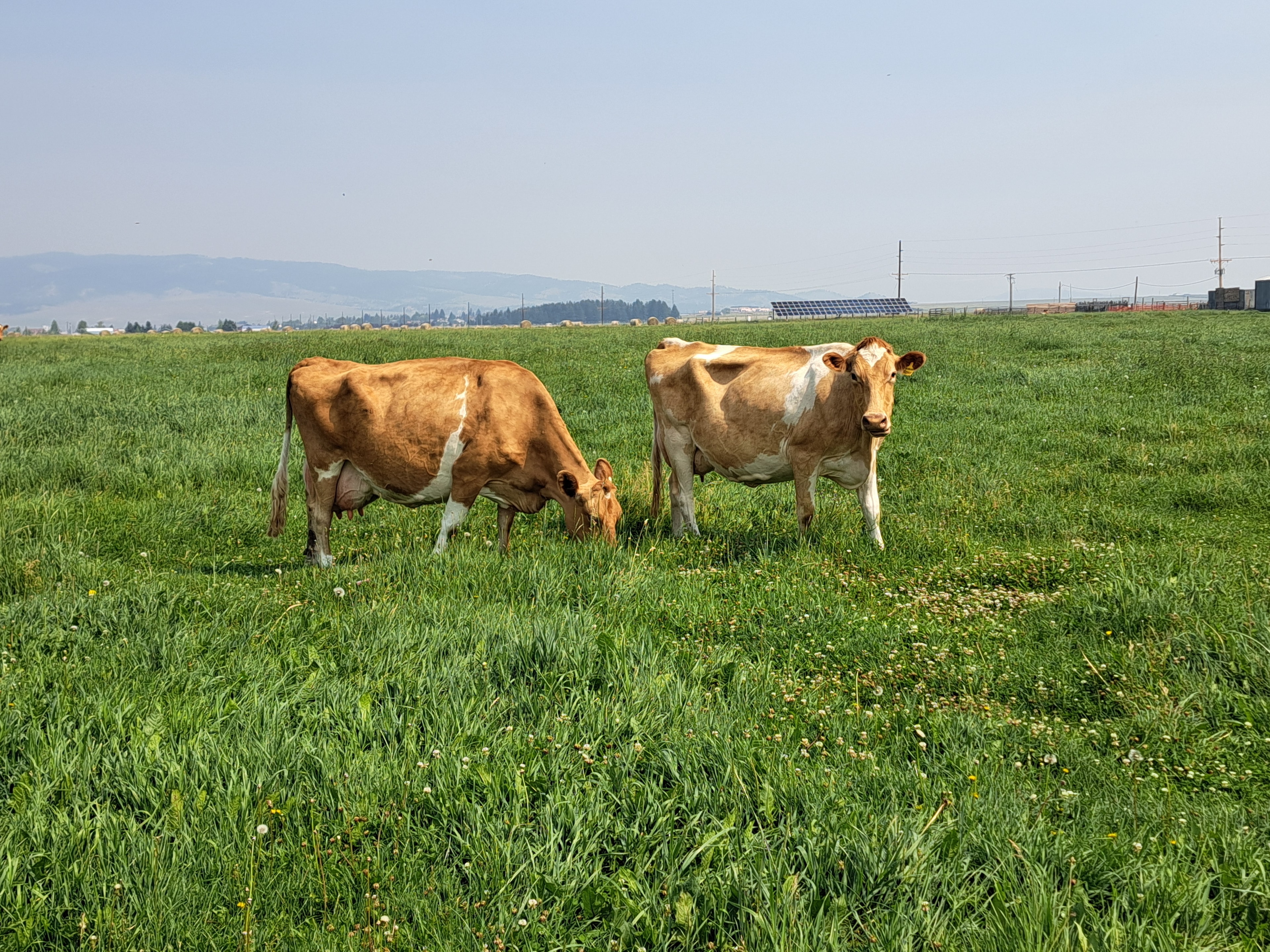 Guernsey cows grazing at Udder Wonders LLC